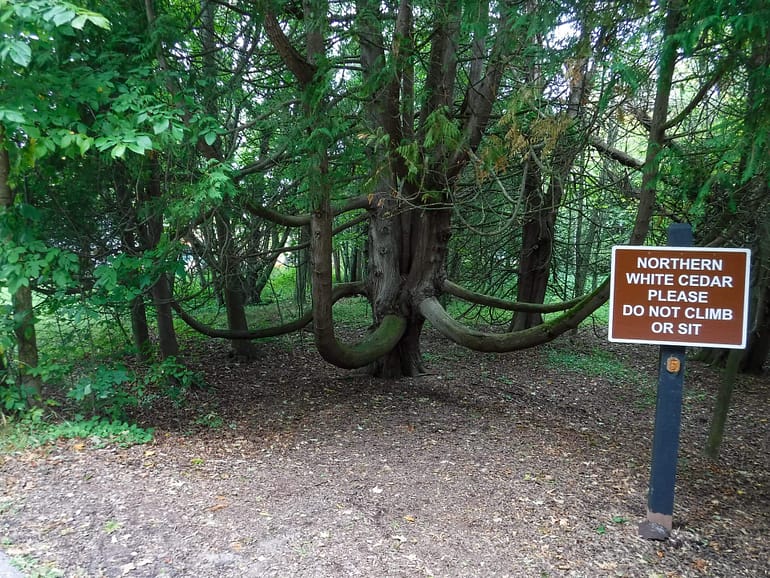cedar tree with sign