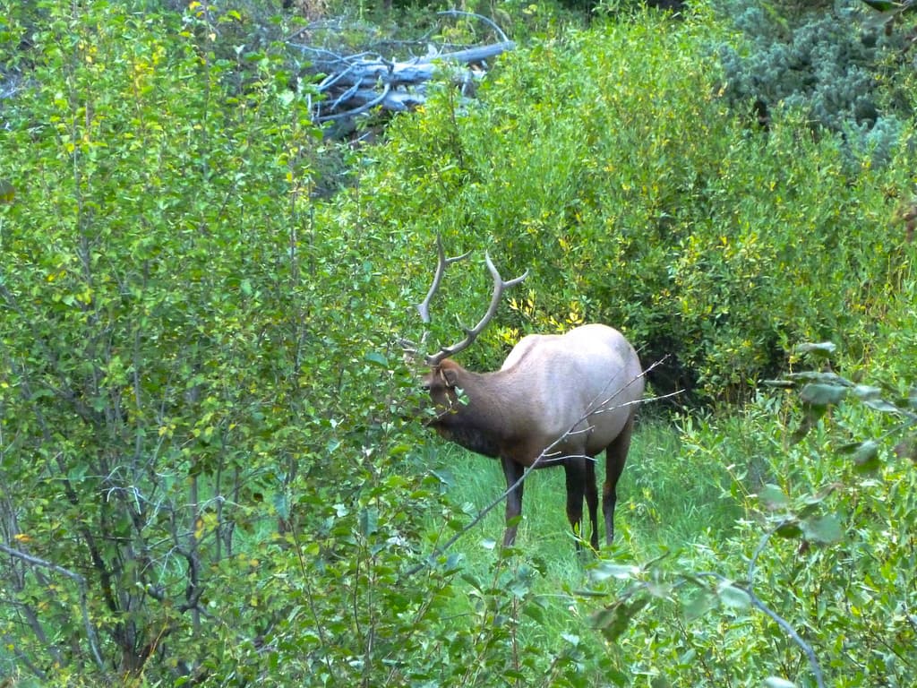 elk