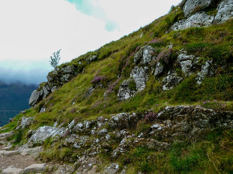 hillside with heather