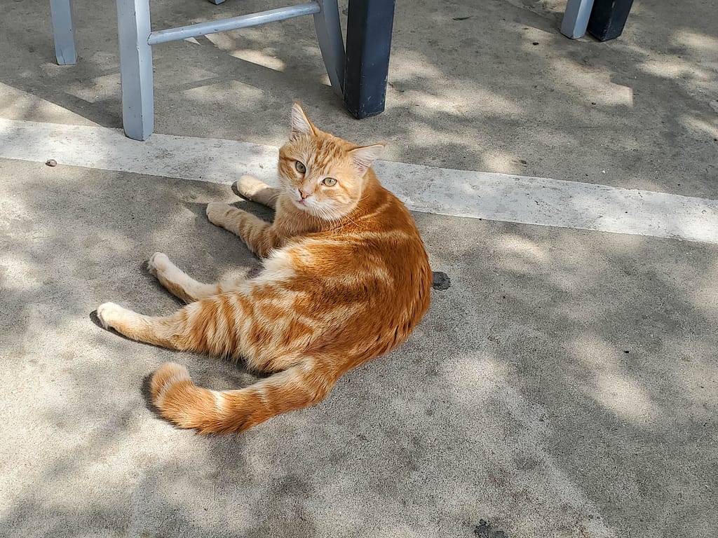 local cat