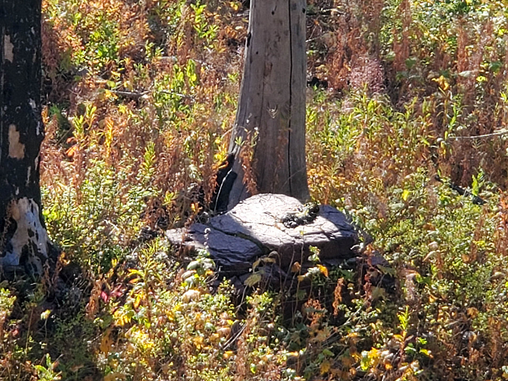 bear scat