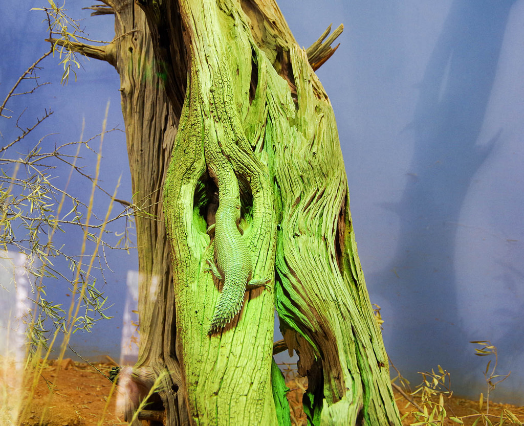 lizard