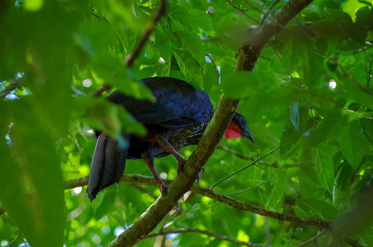 bird in tree