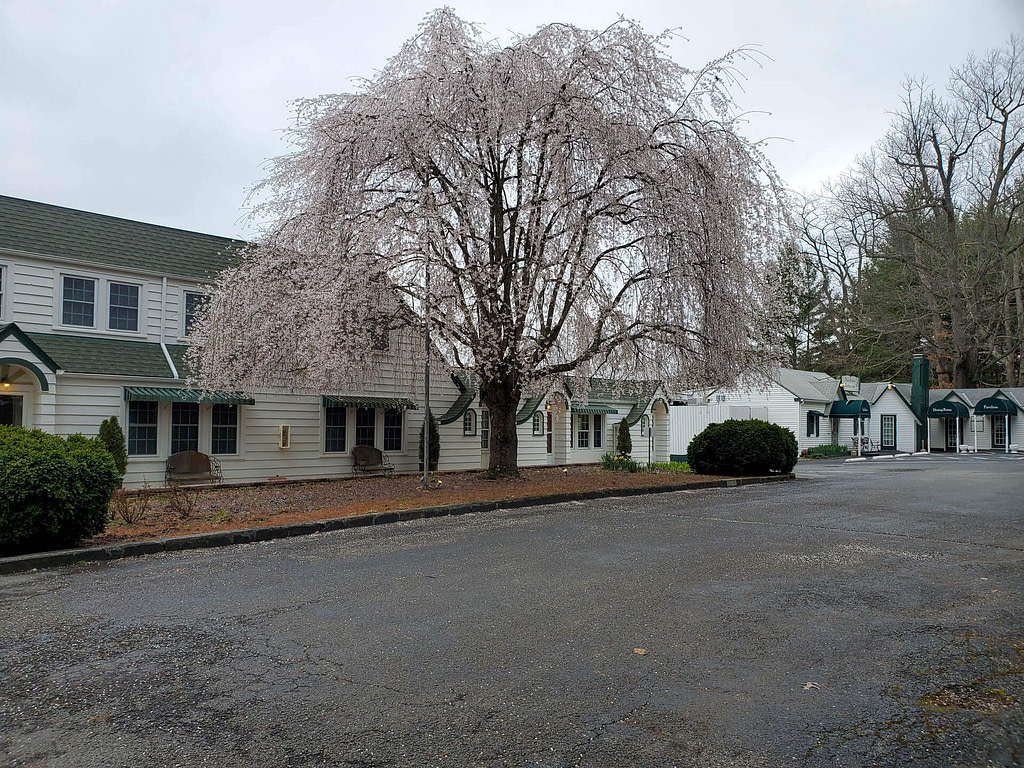 weeping cherry tree