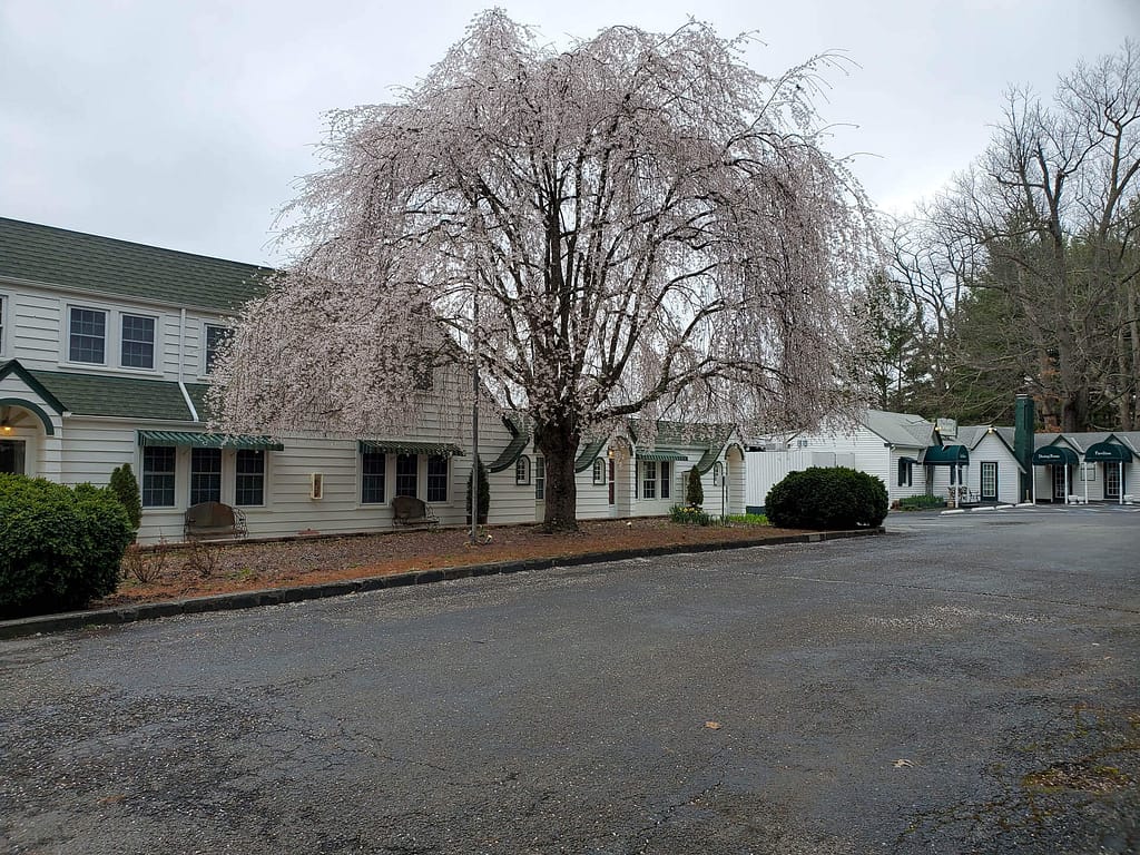 weeping cherry tree