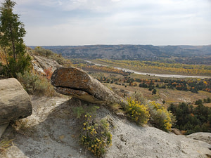 petrified tree and river view