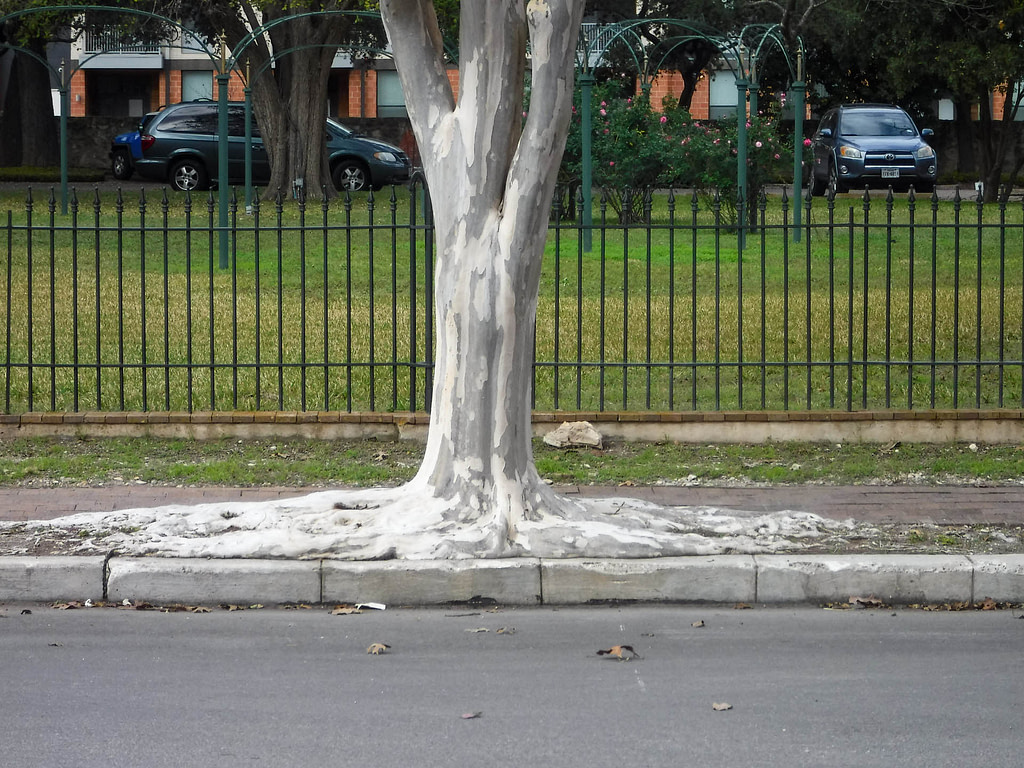 tree roots