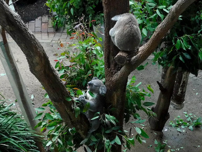 koalas
