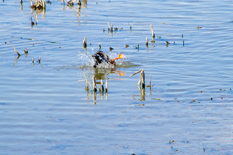 duck ducking