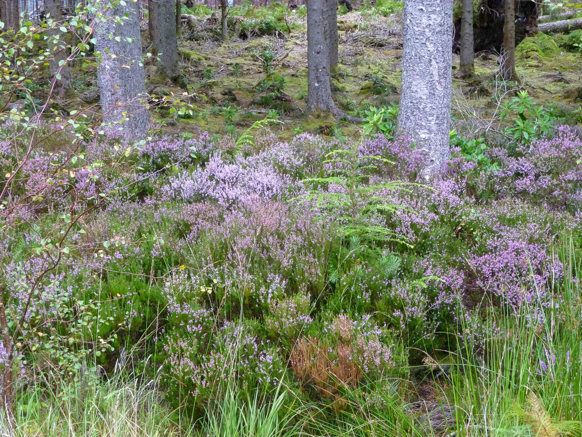 heather in forest