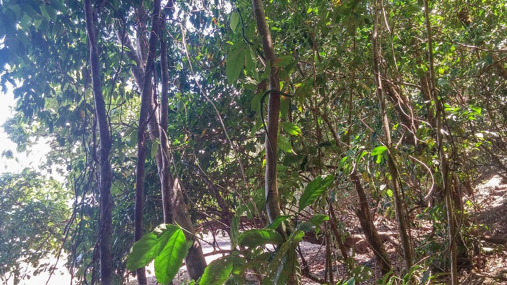 green vine snake