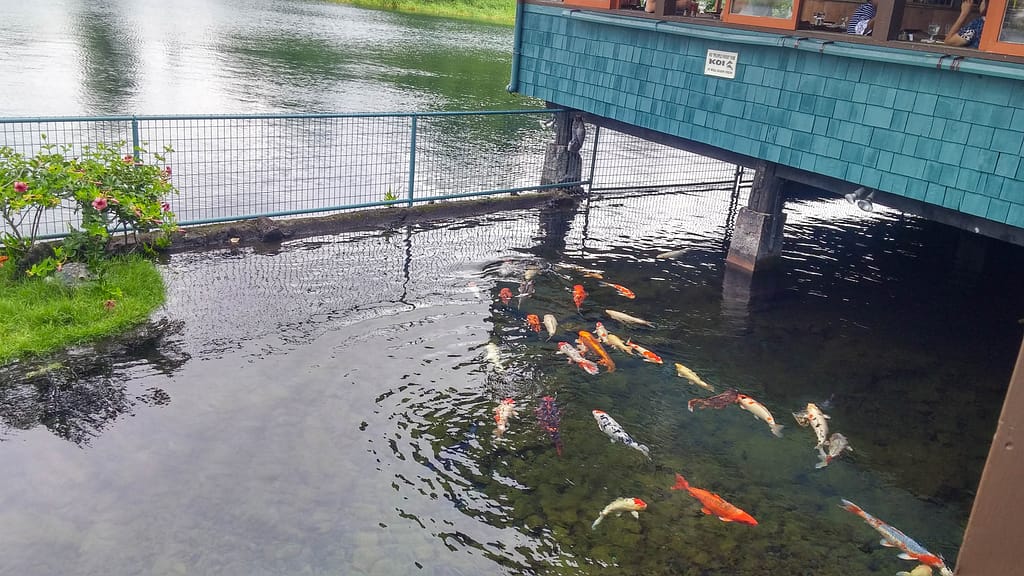 koi pond