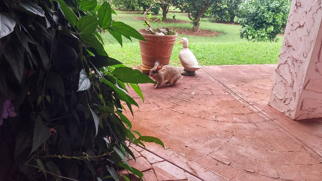 visiting rabbit
