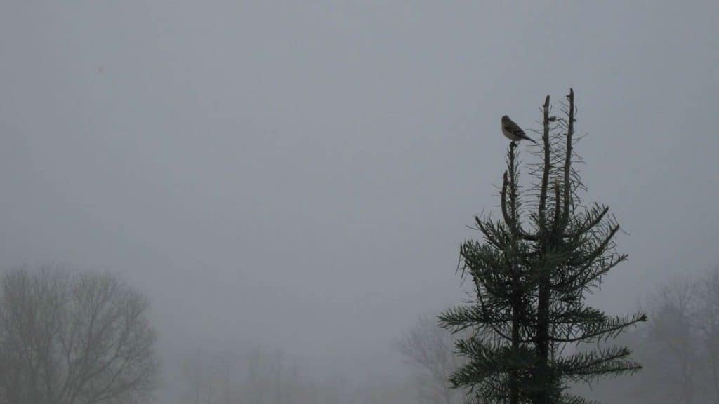 bird in tree