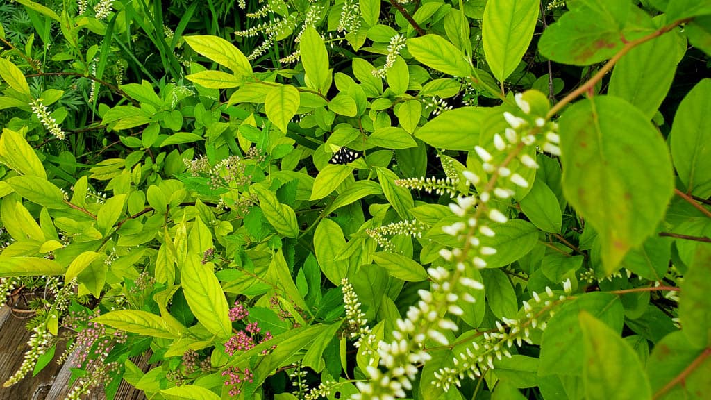 shrub with butterfly