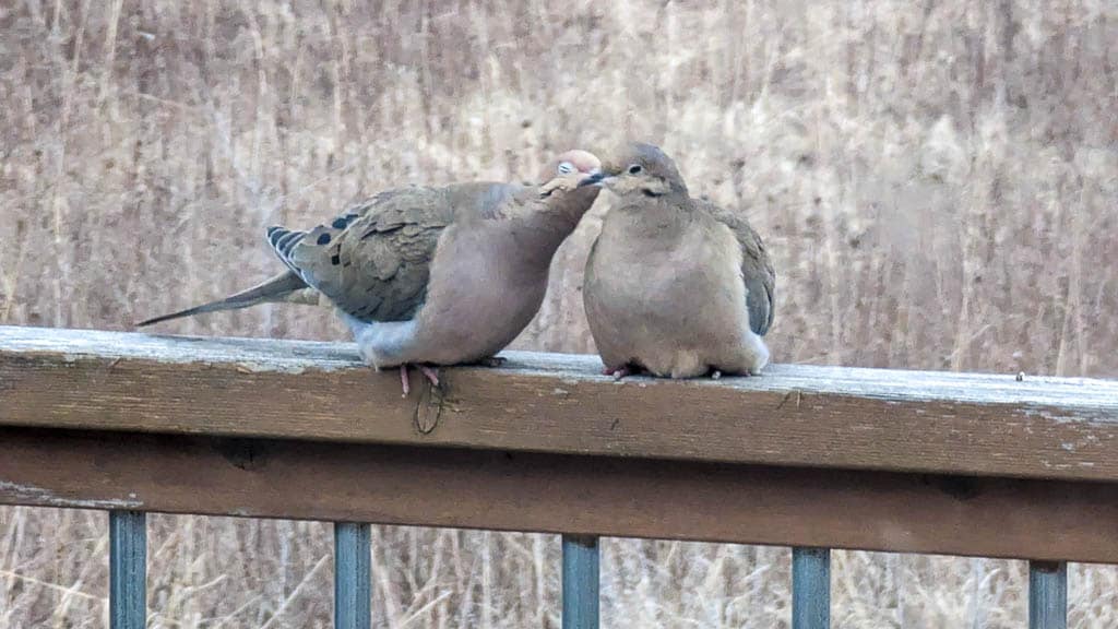 mourning doves