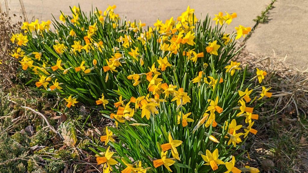 jetfire daffodils