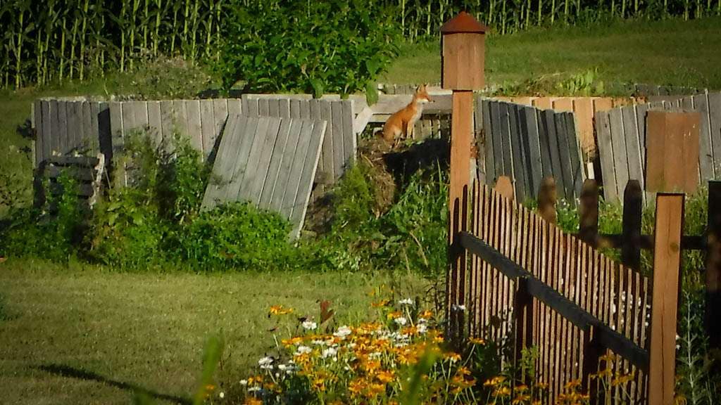 fox in compost pile