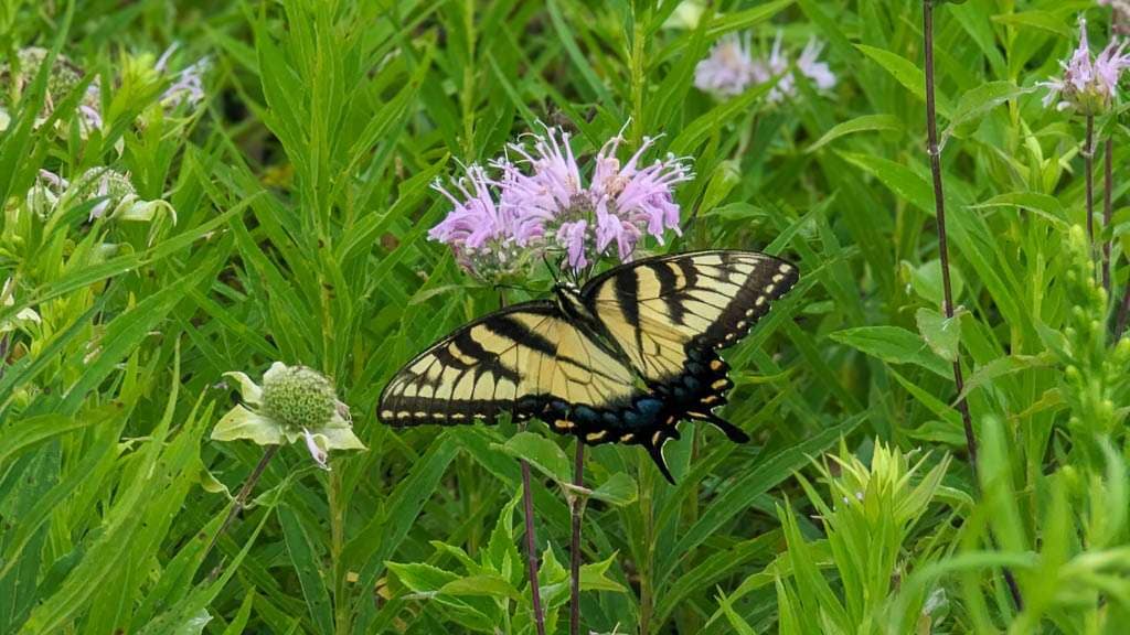flower and butterfly