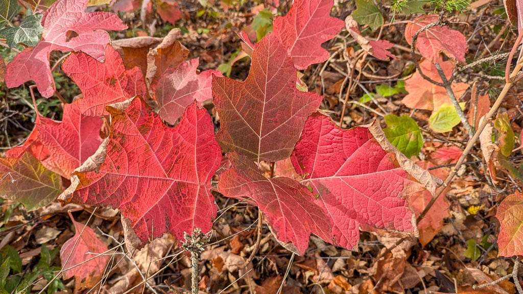 autumn leaves