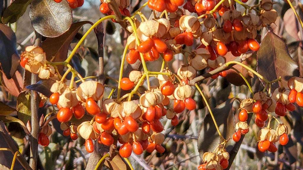orange berries