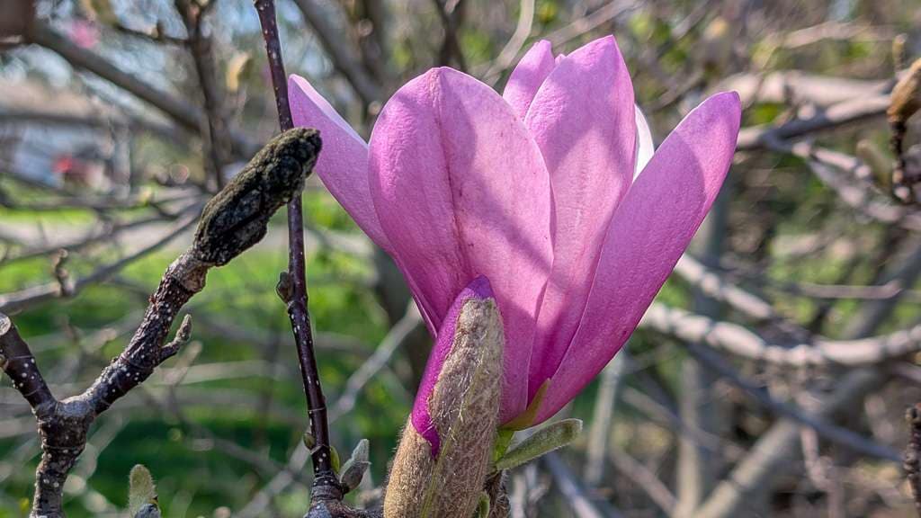 magnolia blossom