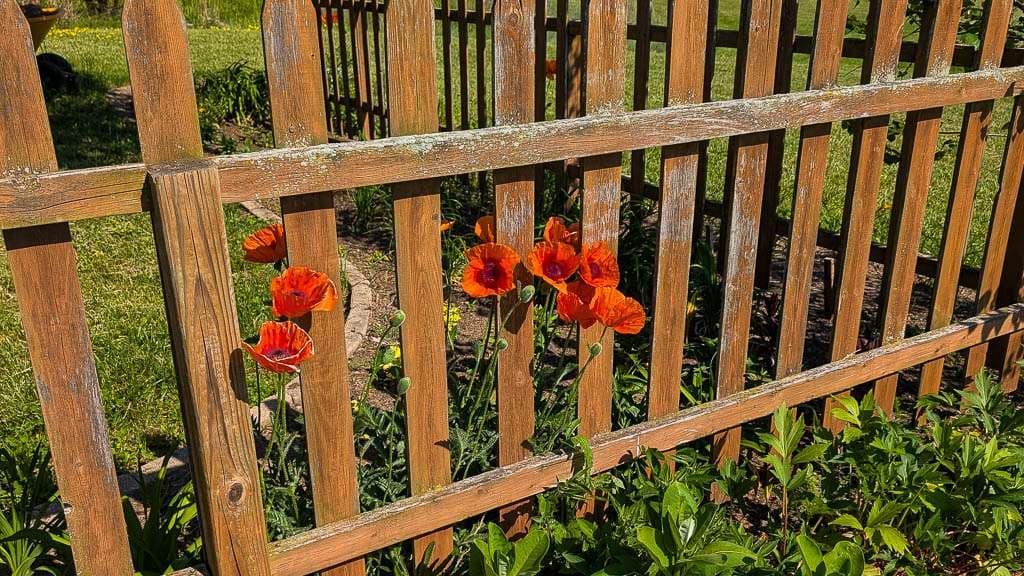 brown fence with orange poppies