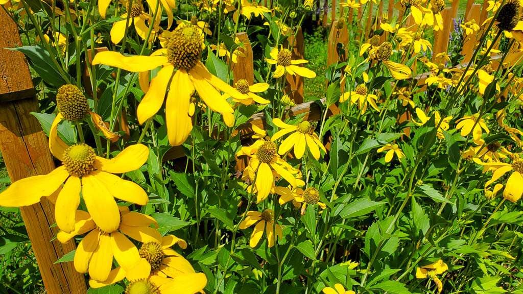 bright yellow coneflowers