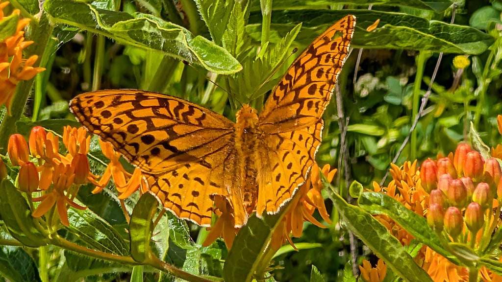 butterfly on butterfly weed