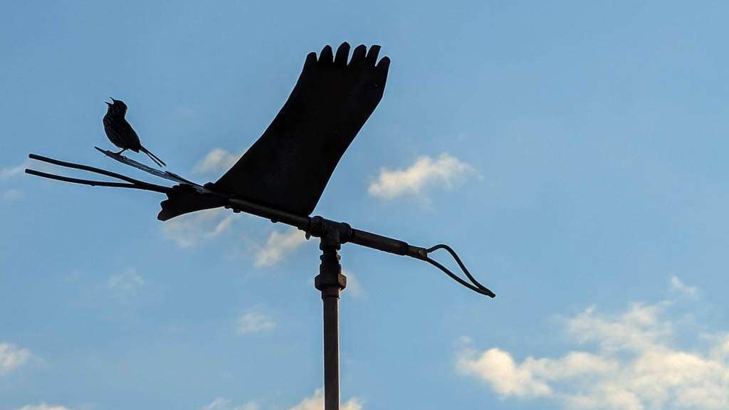 singing bird on weathervane