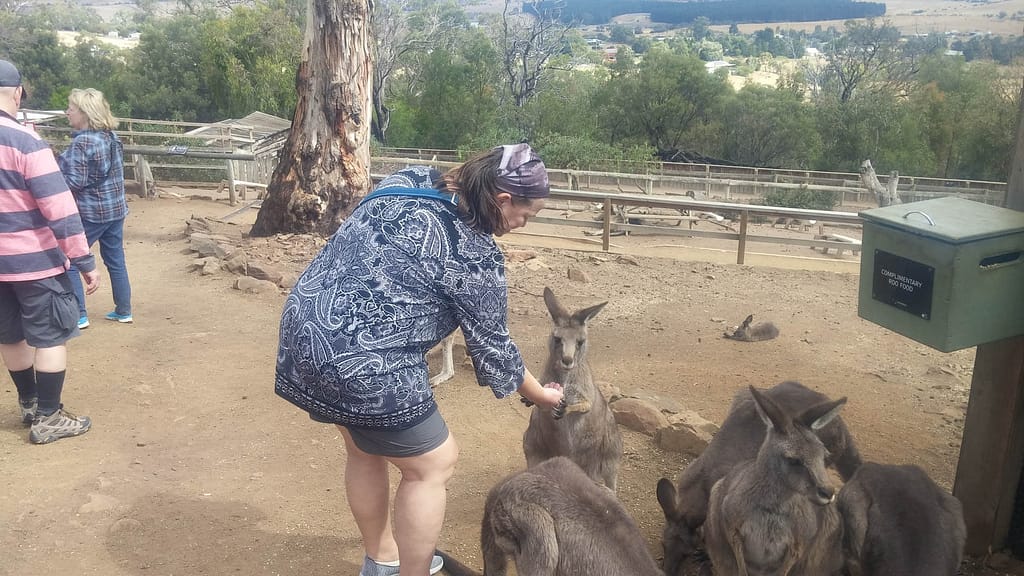 feeding a kangaroo