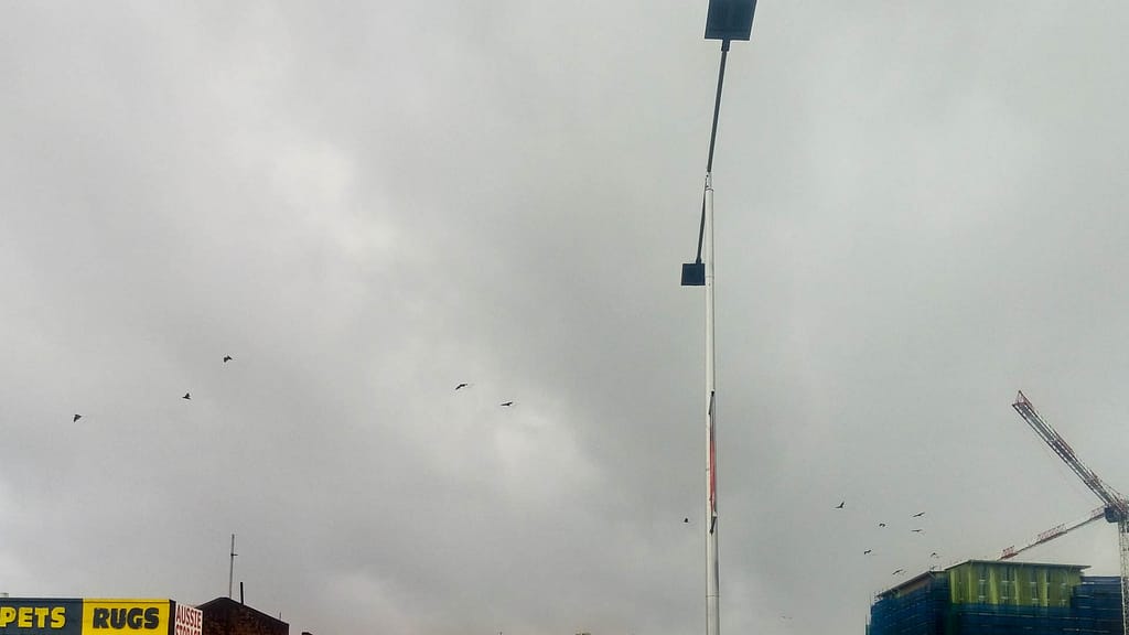 flying foxes