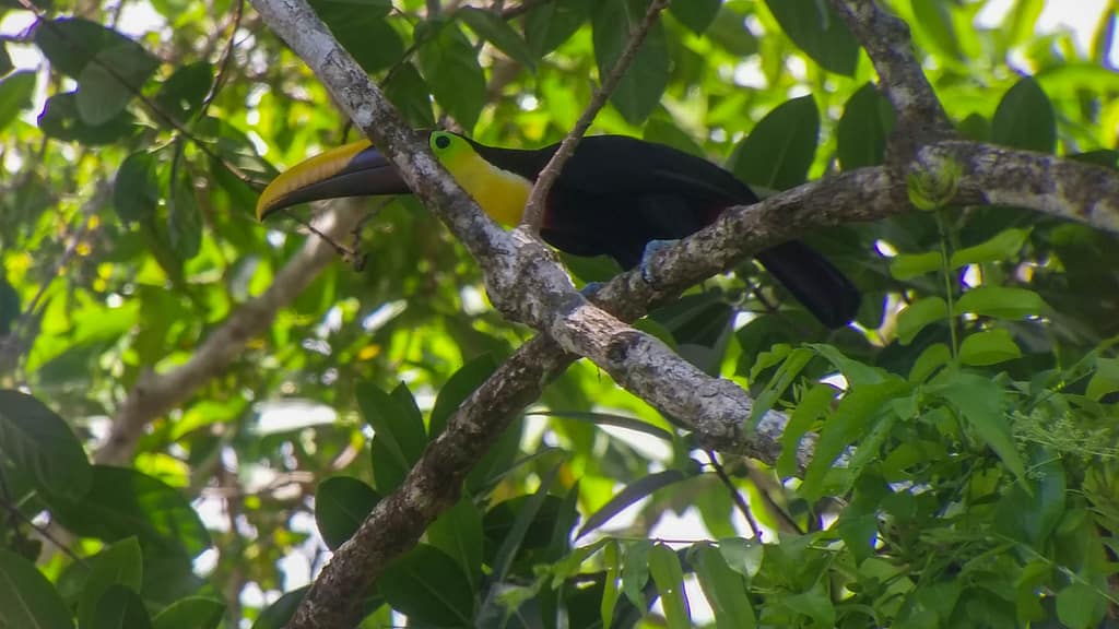 toucan