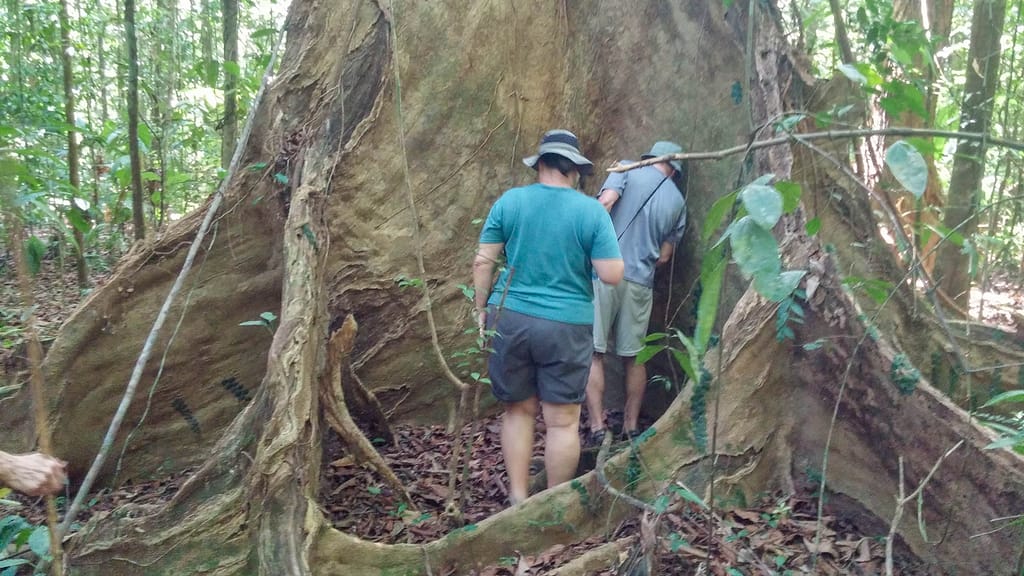 large tree buttress