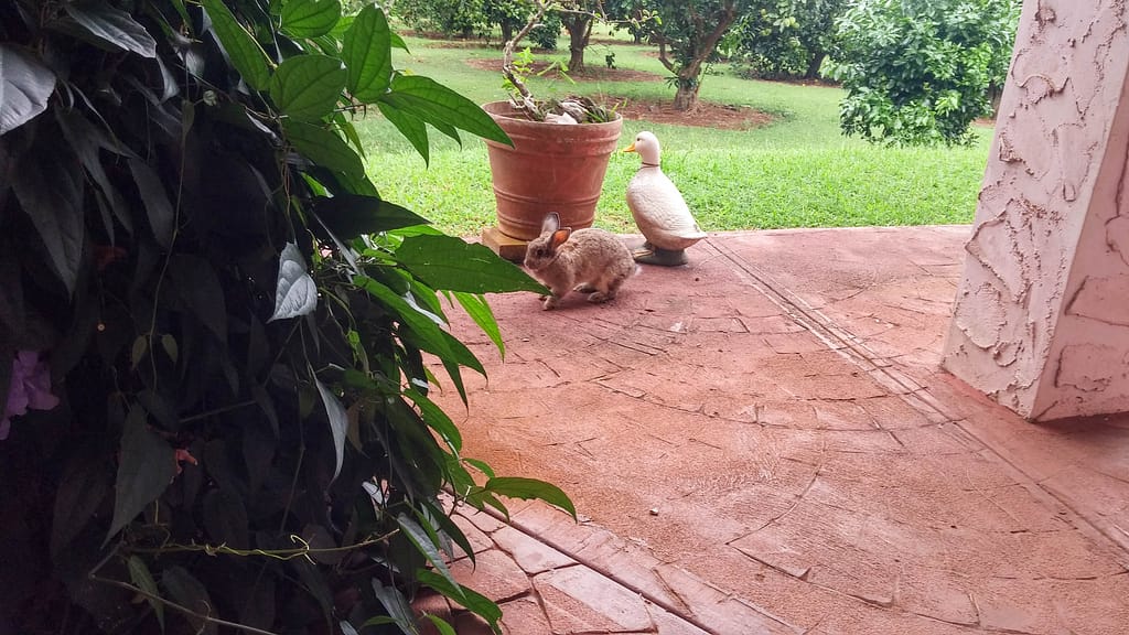 visiting rabbit