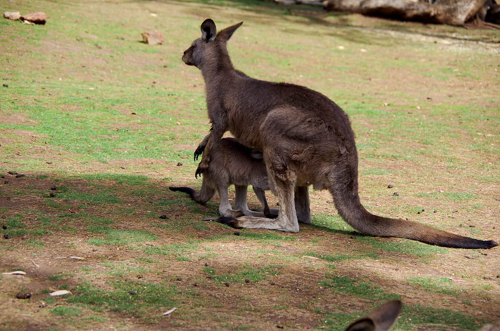 roo and joey