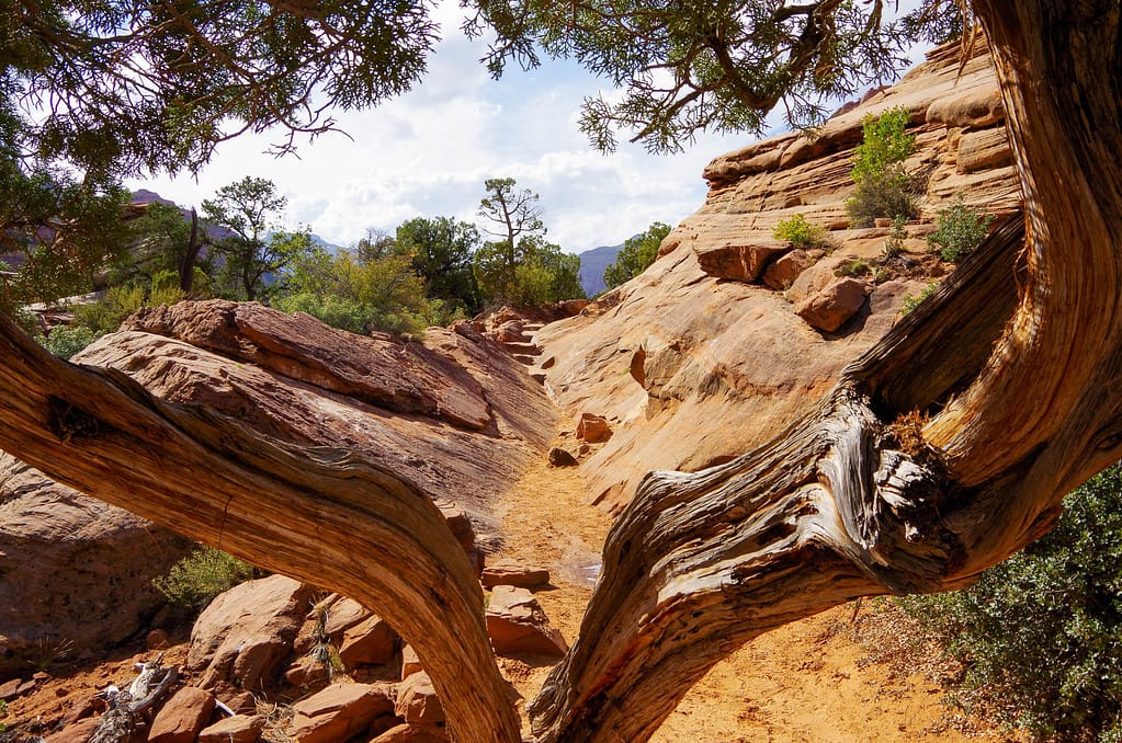 split tree