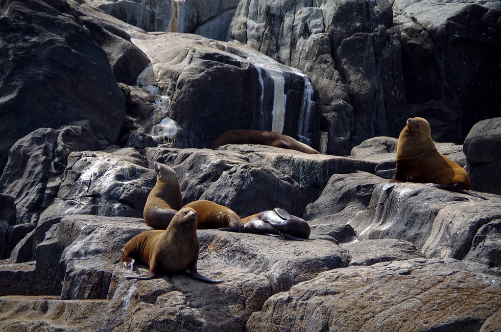 seals