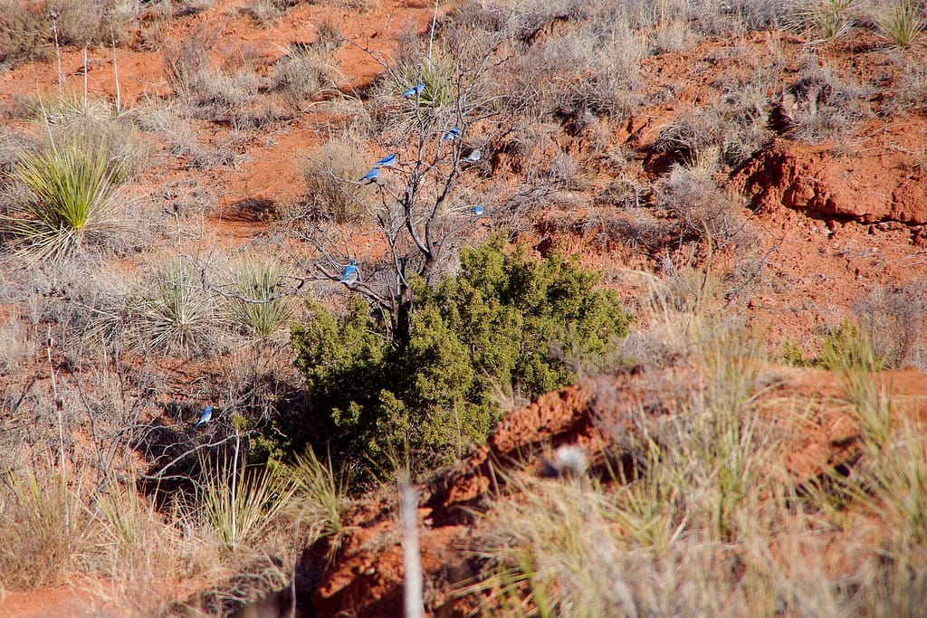 bluebirds in a tree