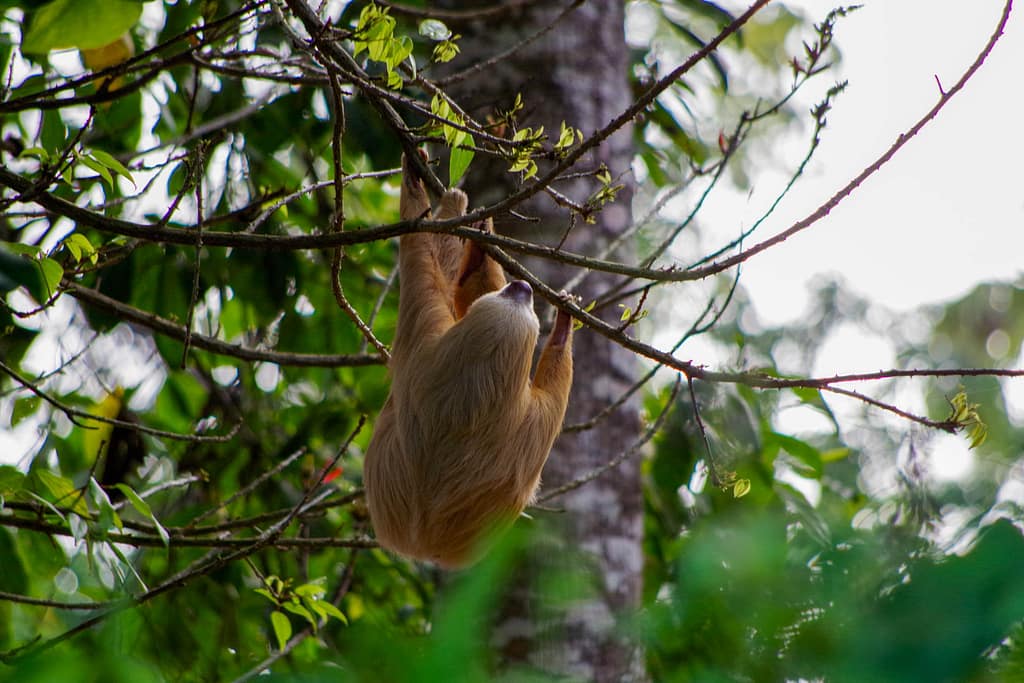 hanging sloth