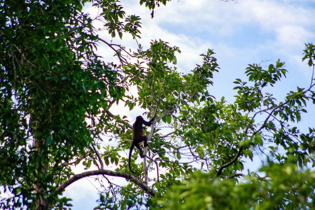 monkeys