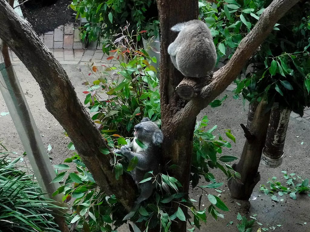 koalas