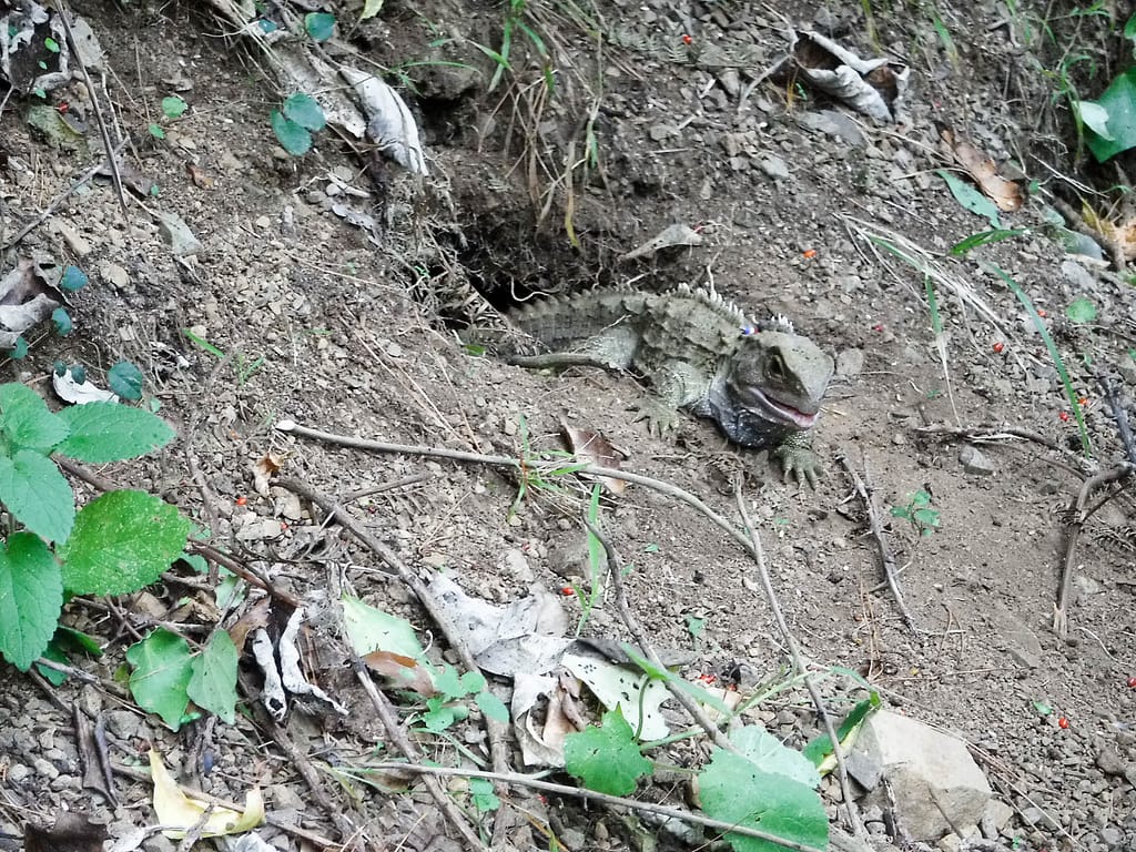 tuatara
