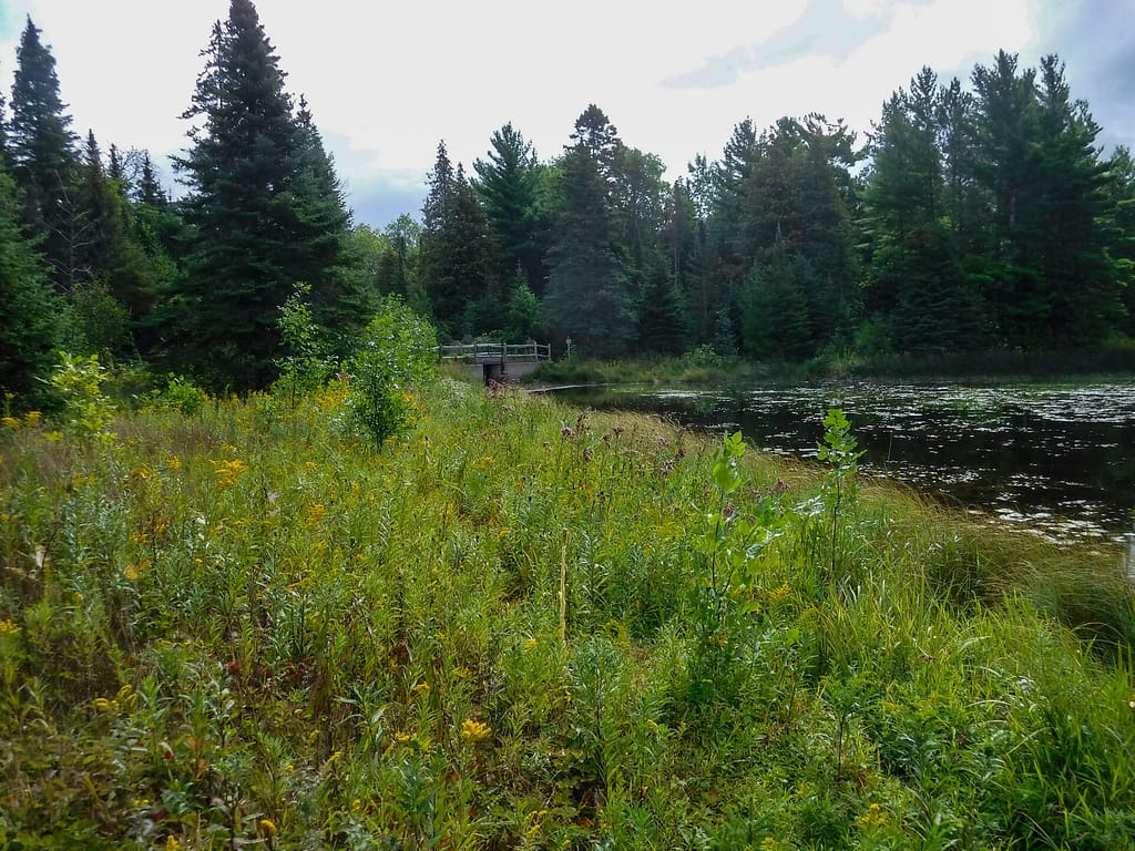 woodland pond