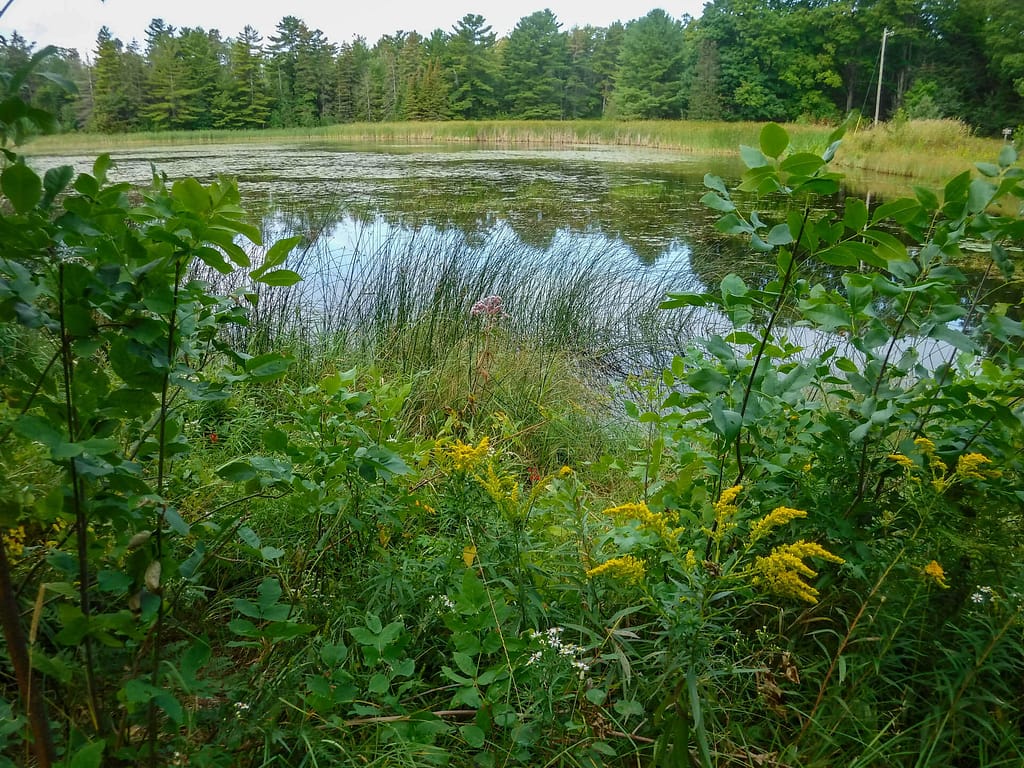 woodland pond