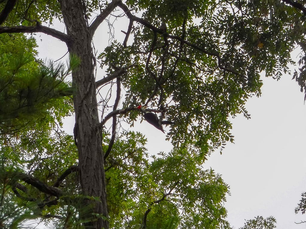 woodpecker