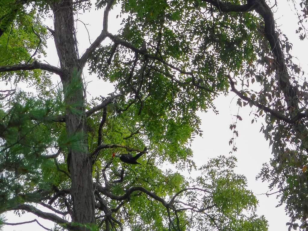 woodpecker