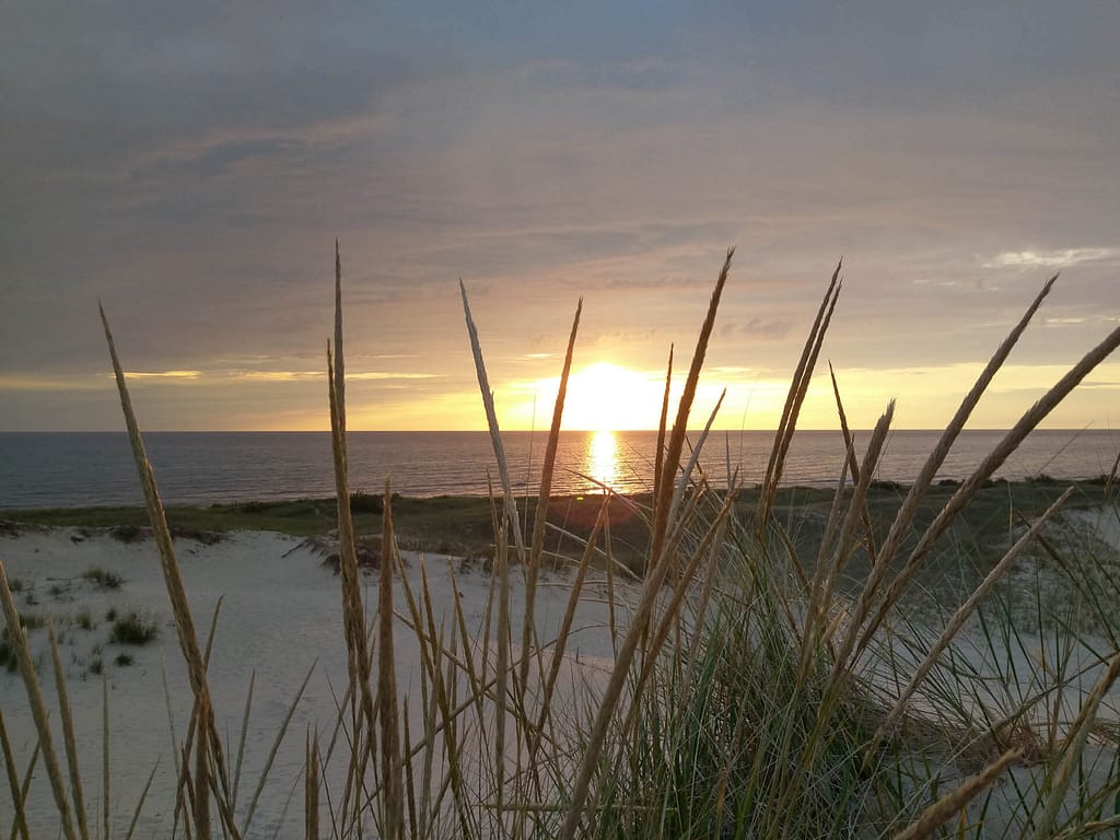 sunset through grass
