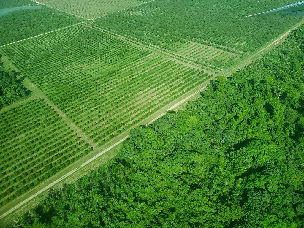 agriculture and jungle from the air