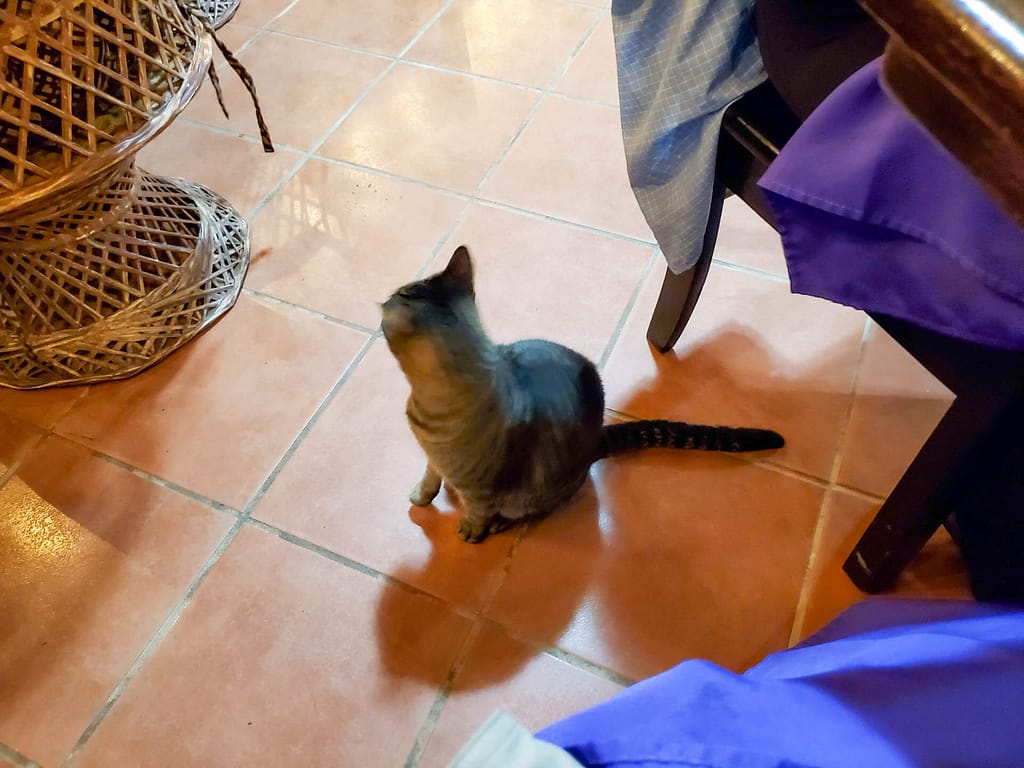 resort cat